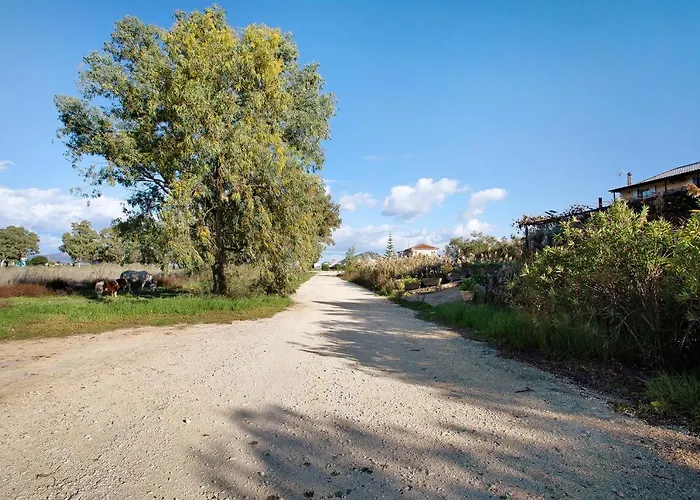 Dolphin 7 자킨토스 타운